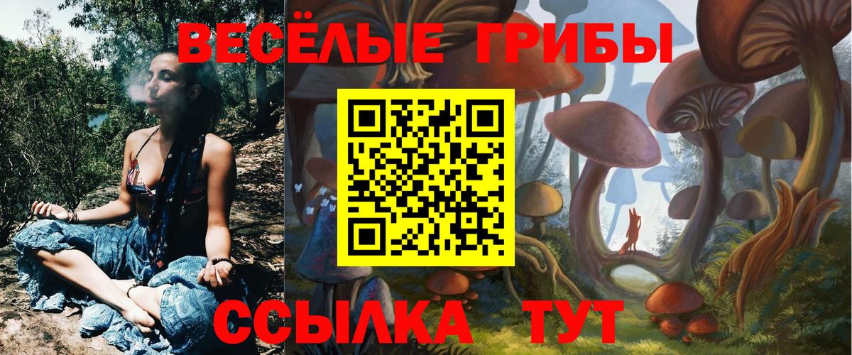 Псилоцибиновые грибы Psilocybine cubensis Саранск